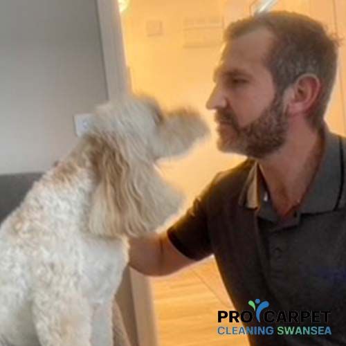 Best Pet Odour Removal Swansea