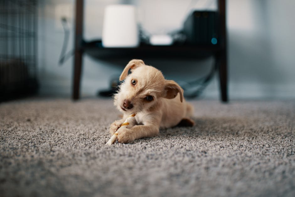 Swansea carpet cleaning