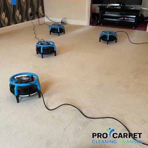 best commercial carpet cleaning gendros