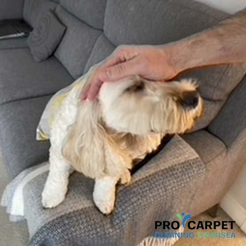 Pet Odour Removal Services